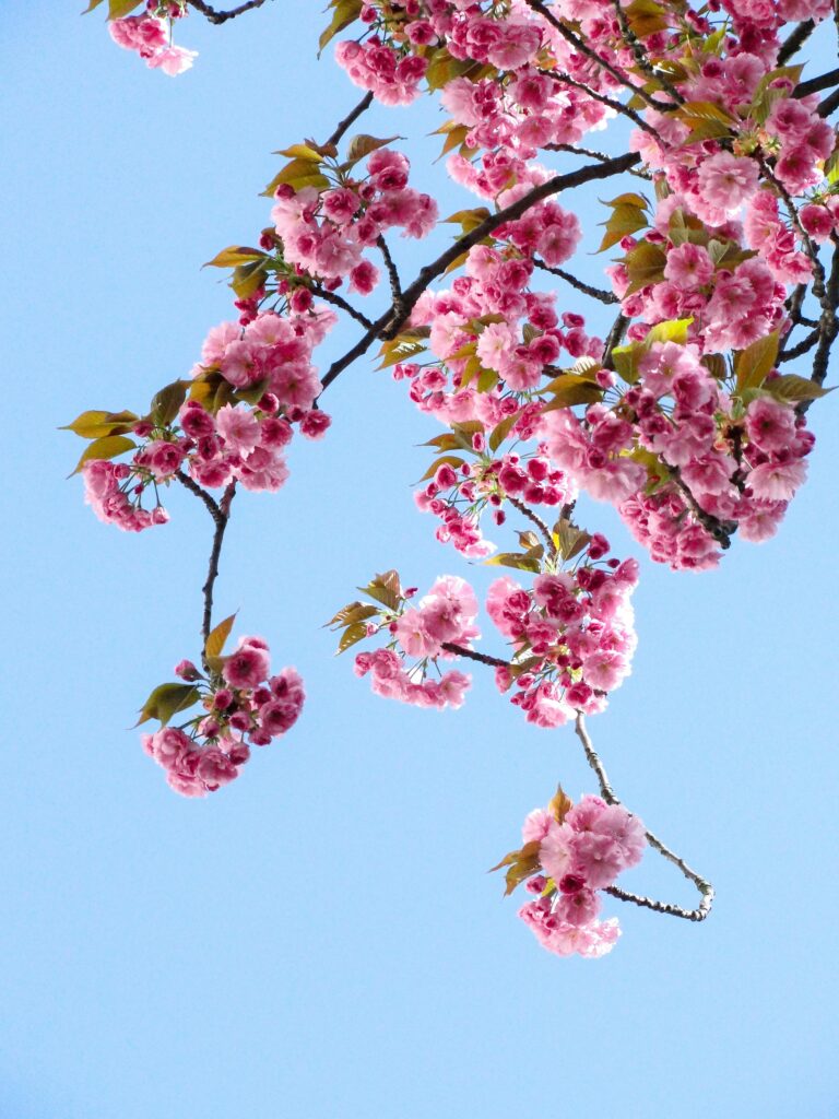 Flores en primavera