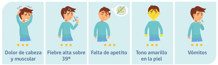 Síntomas gráficos de la fiebre amarilla.