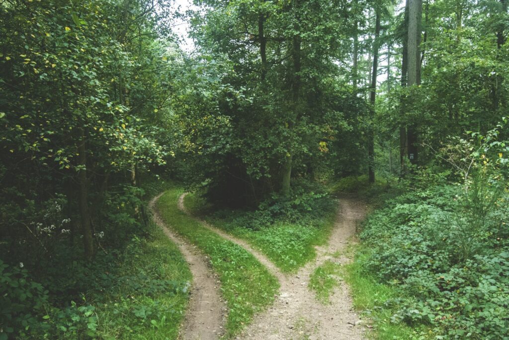 Dos caminos que se separan en un bosque
