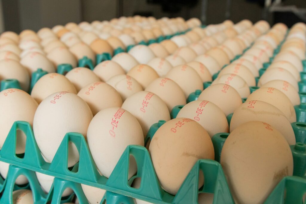 Cientos de huevos colocados en bandejas verdes en una granja